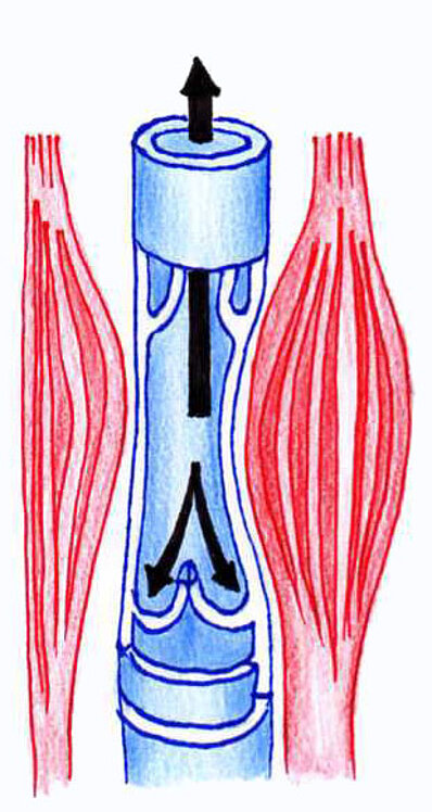 Abb. Muskel-Venen-Pumpe Abb. Muskel-Venen-Pumpe