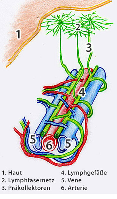Abb. Schematische Darstellung der Lymphgefäße und ihrer Lage zu Aterie und Vene Abb. Schematische Darstellung der Lymphgefäße und ihrer Lage zu Aterie und Vene